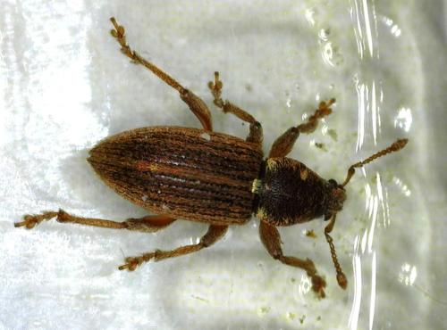 Réf. 356 938 : Polydrusus marginatus